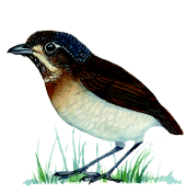 ί����������ͼƬ