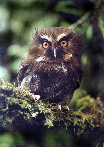 长须鸺鹠 长须鸺鹠的图片