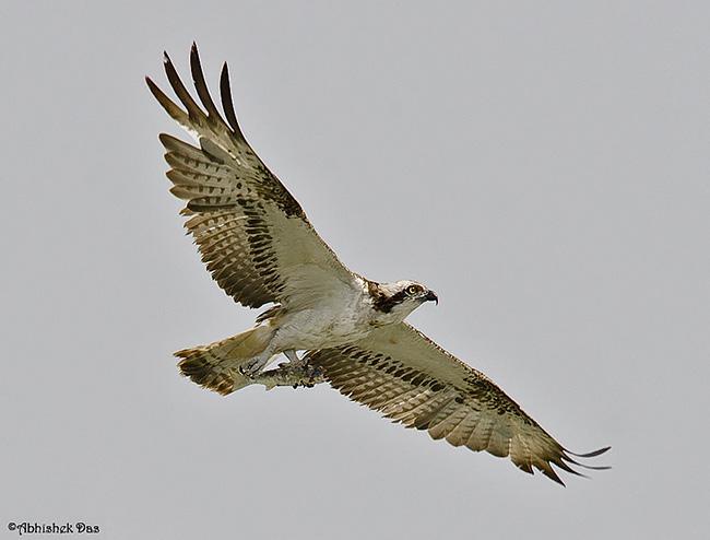 �ʣ����У�����ͼ��