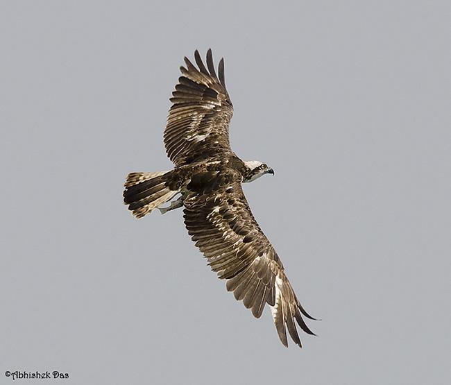 �ʣ����У�����ͼ��