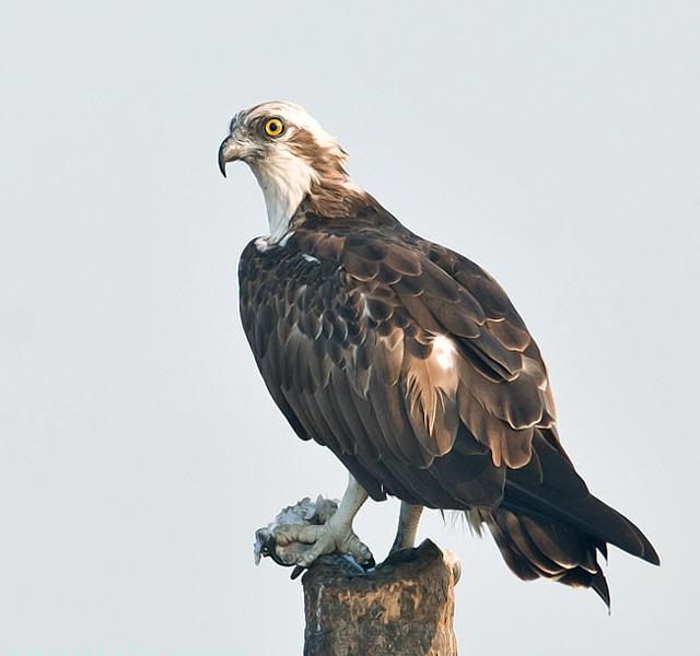 �ʣ�����