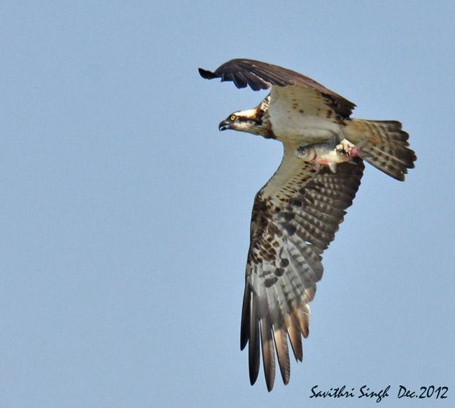 �ʣ�����