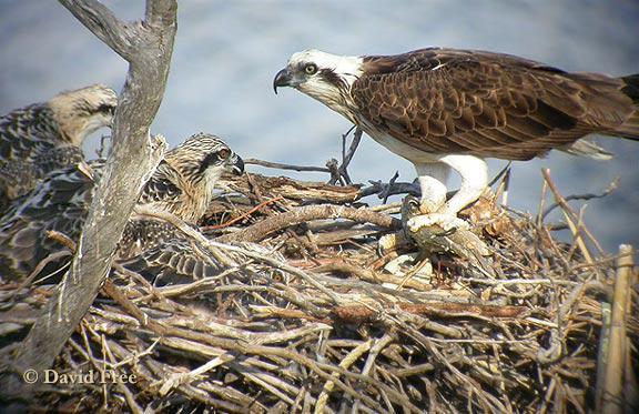 ��������ע��ͼΪ�����ʣ�