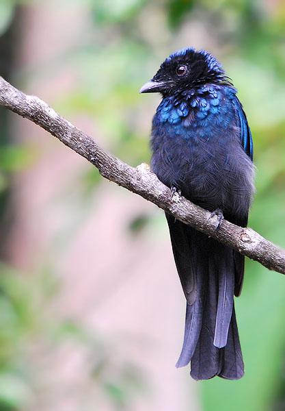 С��β���ǳ���