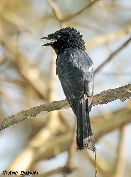 С��β���ǳ���