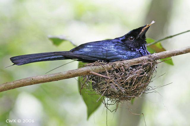 С��β������