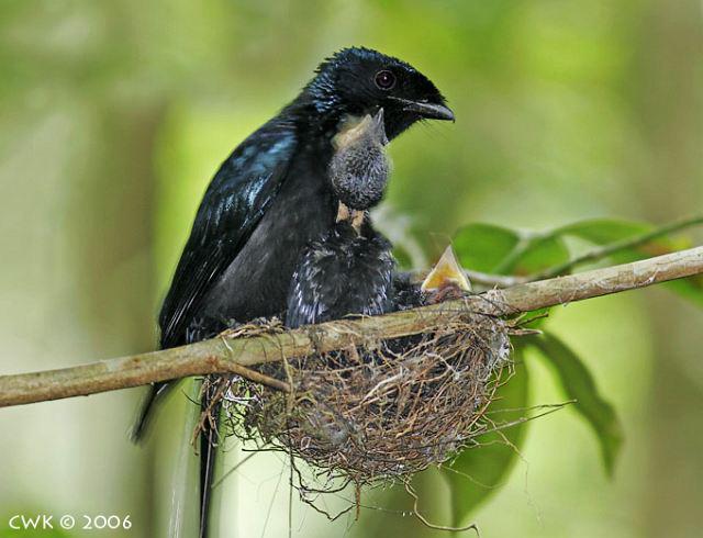 С��β������