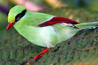 ����ȵ��ͷ����ɫ