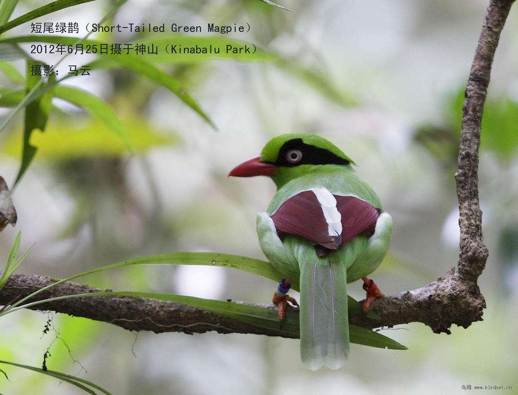 35_MG_6133 βȵ SHORT-TAILED GREEN MAGPIE A4.JPG