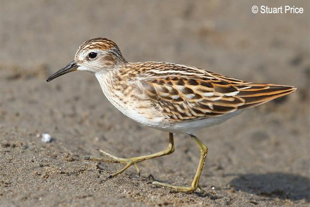 ��ֺ���֣���ֳ��