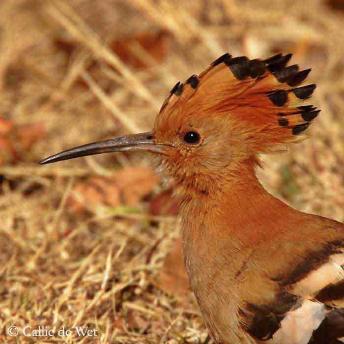 ���޴�ʤ������ĩ���ް�ɫ