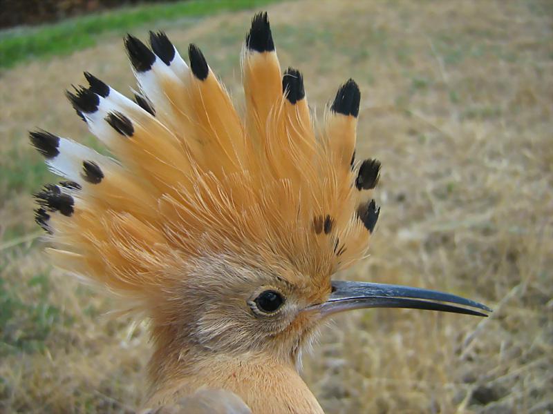 ��ʤ������ĩ�˾߰�ɫ