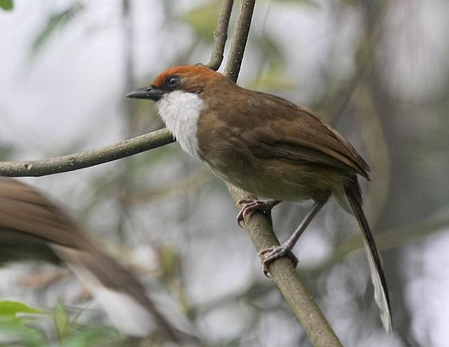 台湾白喉噪鹛 台湾白喉噪鹛的图片