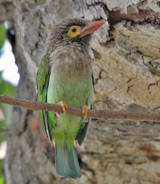 ��ͷ����ľ���ͼƬ