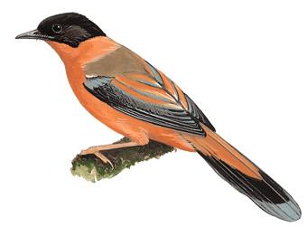 �ڶ�����