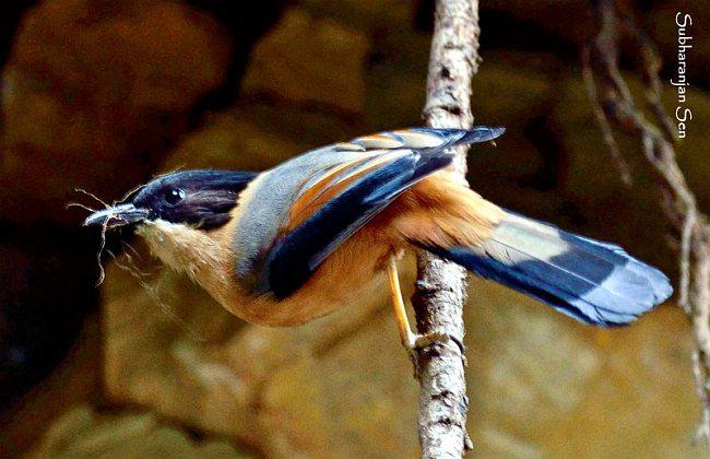 �ڶ�����