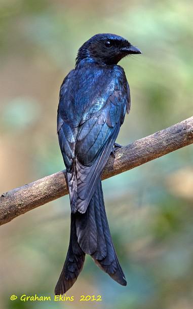 ��ͭɫ��β��ͼƬ