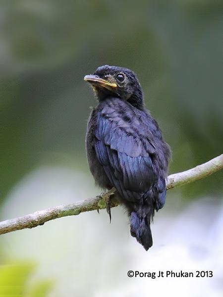 ��ͭɫ��β������