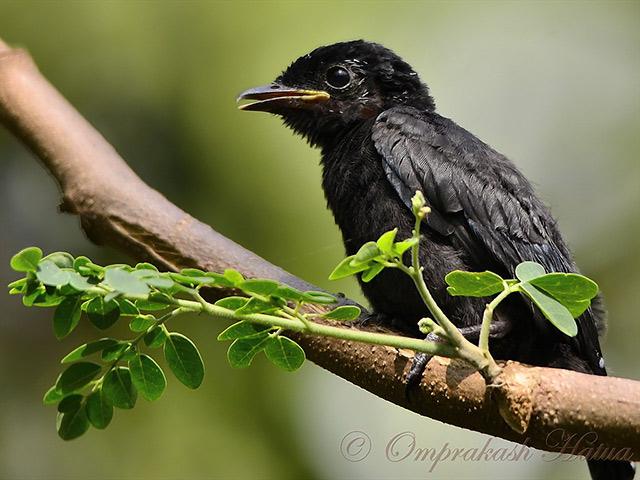 ��ͭɫ��β������