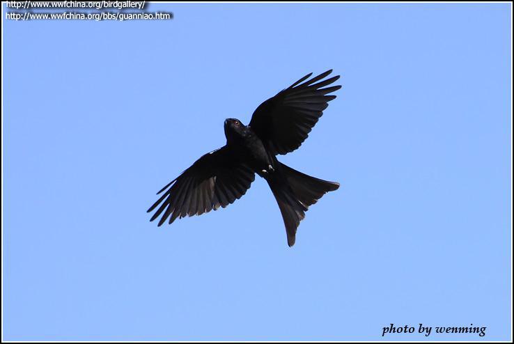 ��ͭɫ��β������ͼ