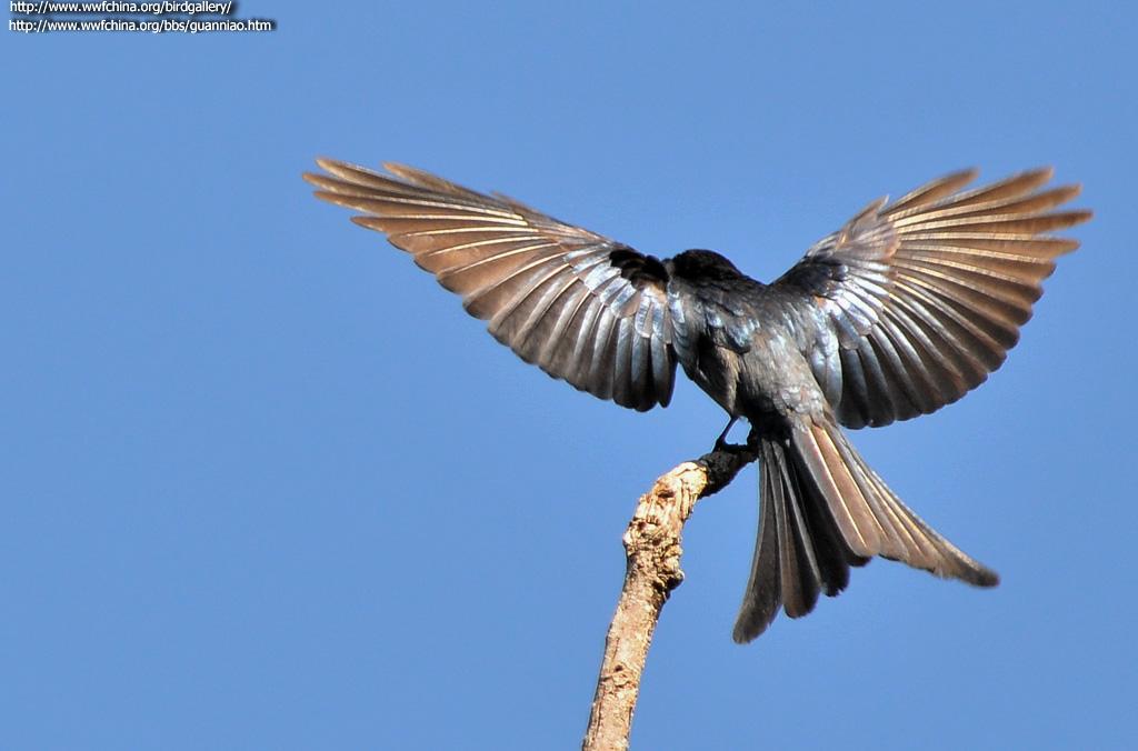 ��ͭɫ��β������ͼ