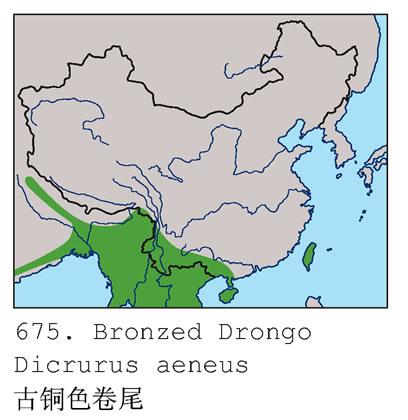 ��ͭɫ��β�����ֲ�ͼ