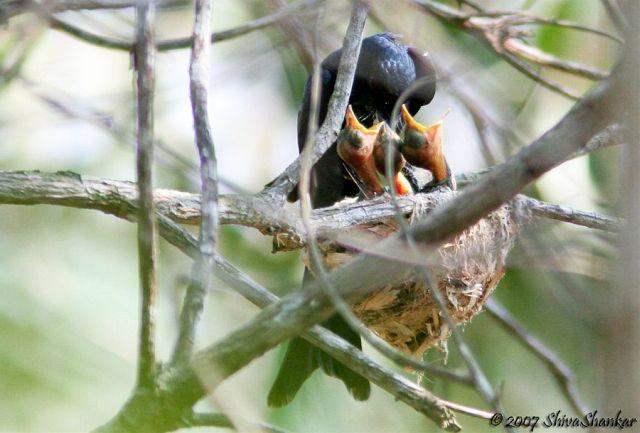 ��ͭɫ��β����