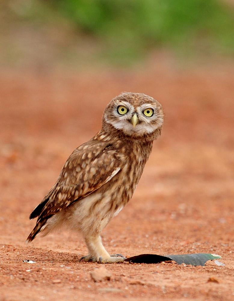 ���Ƹ�С�^