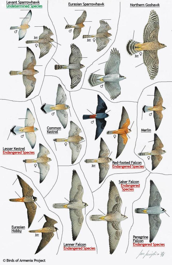 Sparrowhawks, Goshawks, Kestrels, Falcons, Merlins and Hobbys