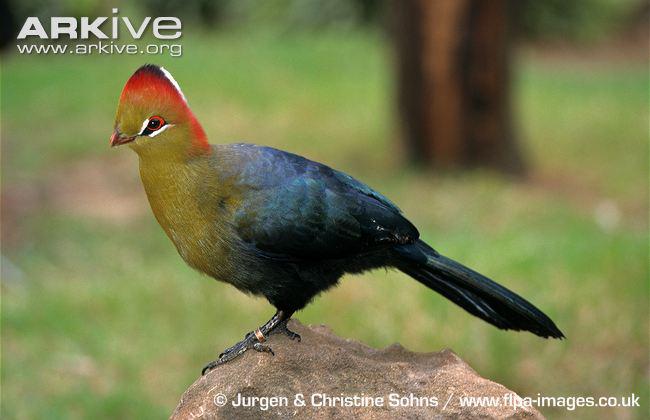 费氏蕉鹃 费氏蕉鹃的图片