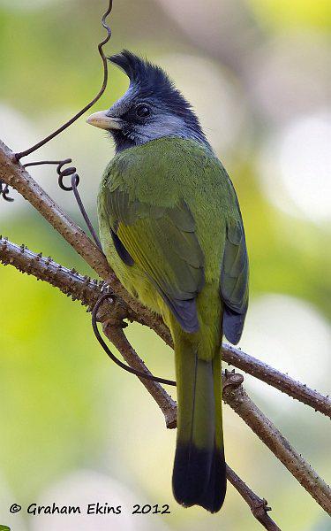 凤头雀嘴鹎 凤头雀嘴鹎的图片