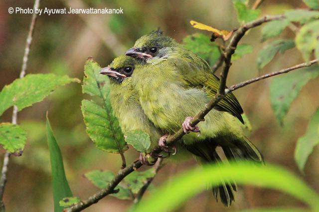 ��ͷȸ���ǣ�����