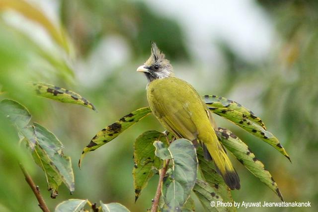 ��ͷȸ���ǣ��ǳ���