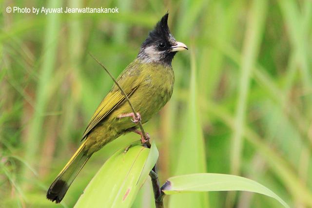 ��ͷȸ����