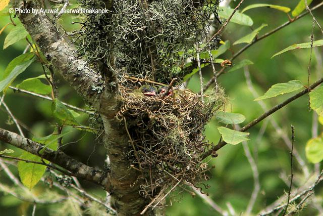 ��ͷȸ���ǵ��񳲺�һ������