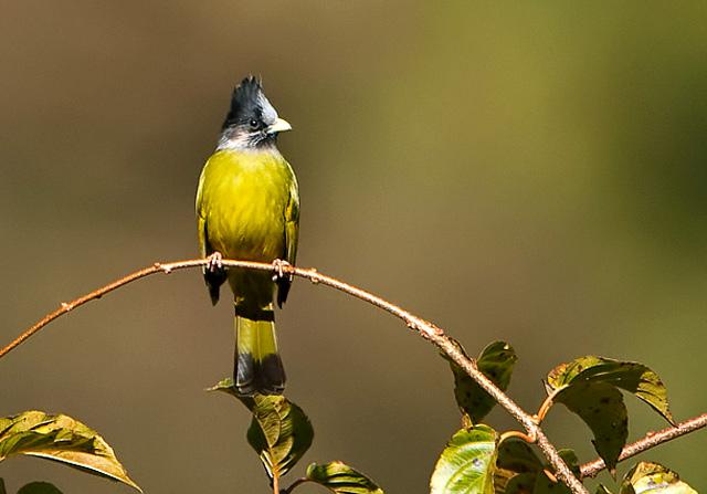 ��ͷȸ����