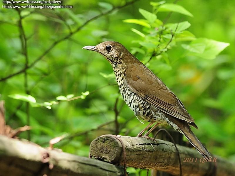 光背地鸫 光背地鸫的图片