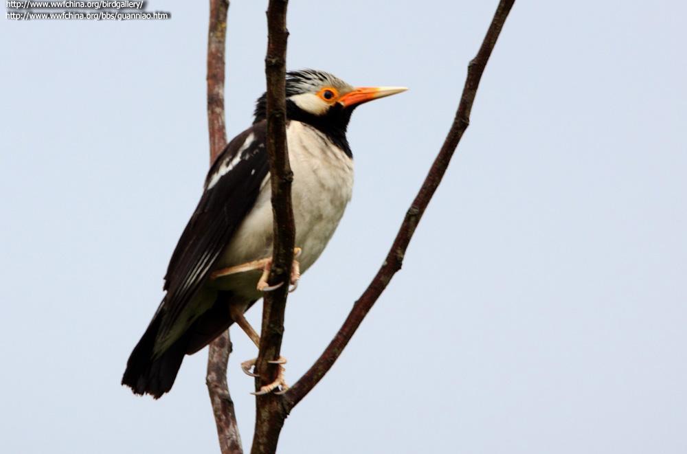 ������ͼƬ