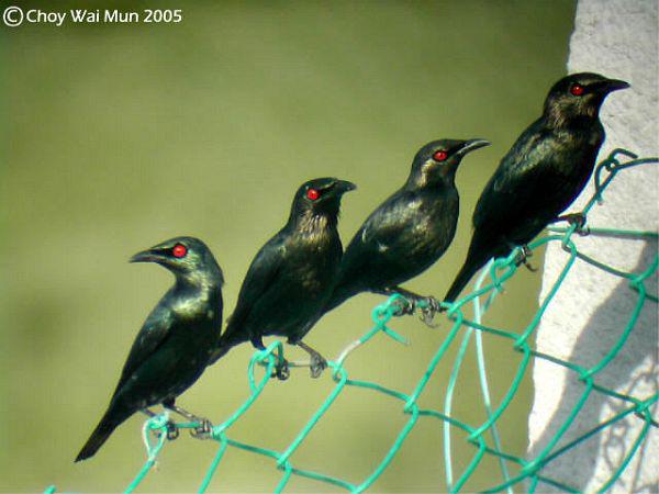 ���޻����