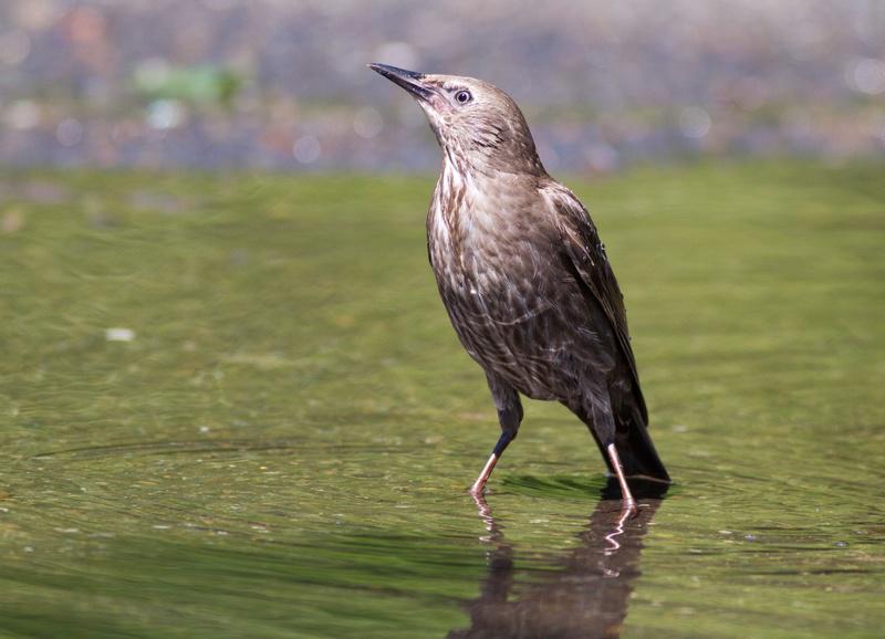 �ϳ�����ǳ���