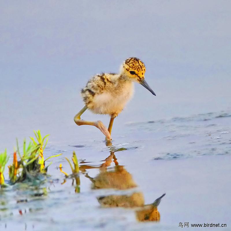 �ڳ᳤���֣�����