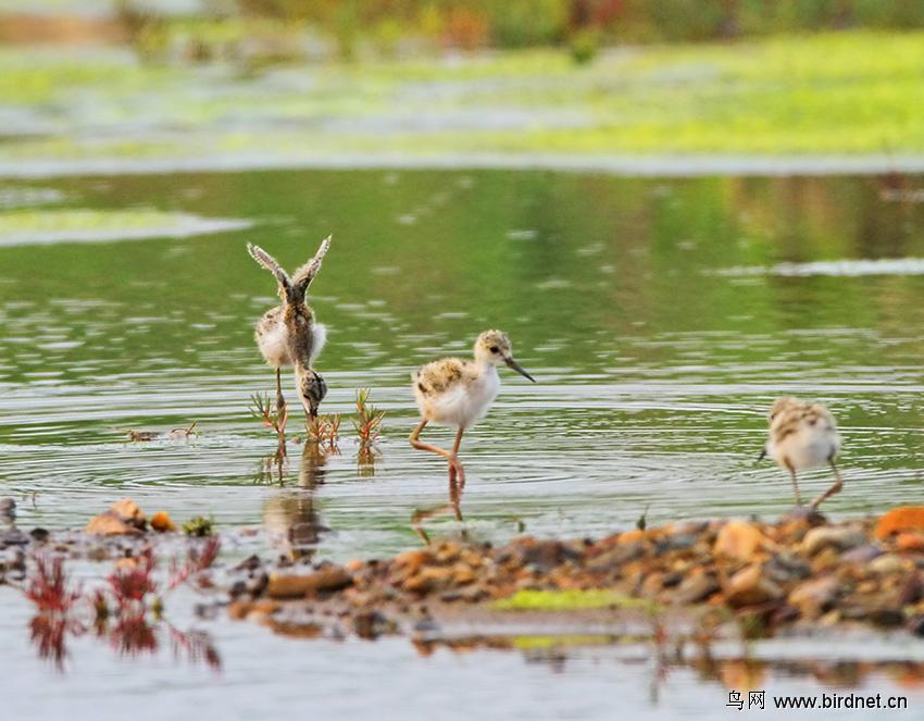 �ڳ᳤���֣�����