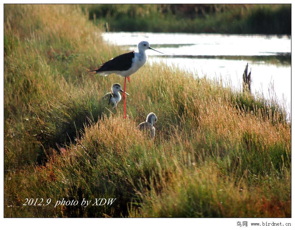 �ڳ᳤���֣�����