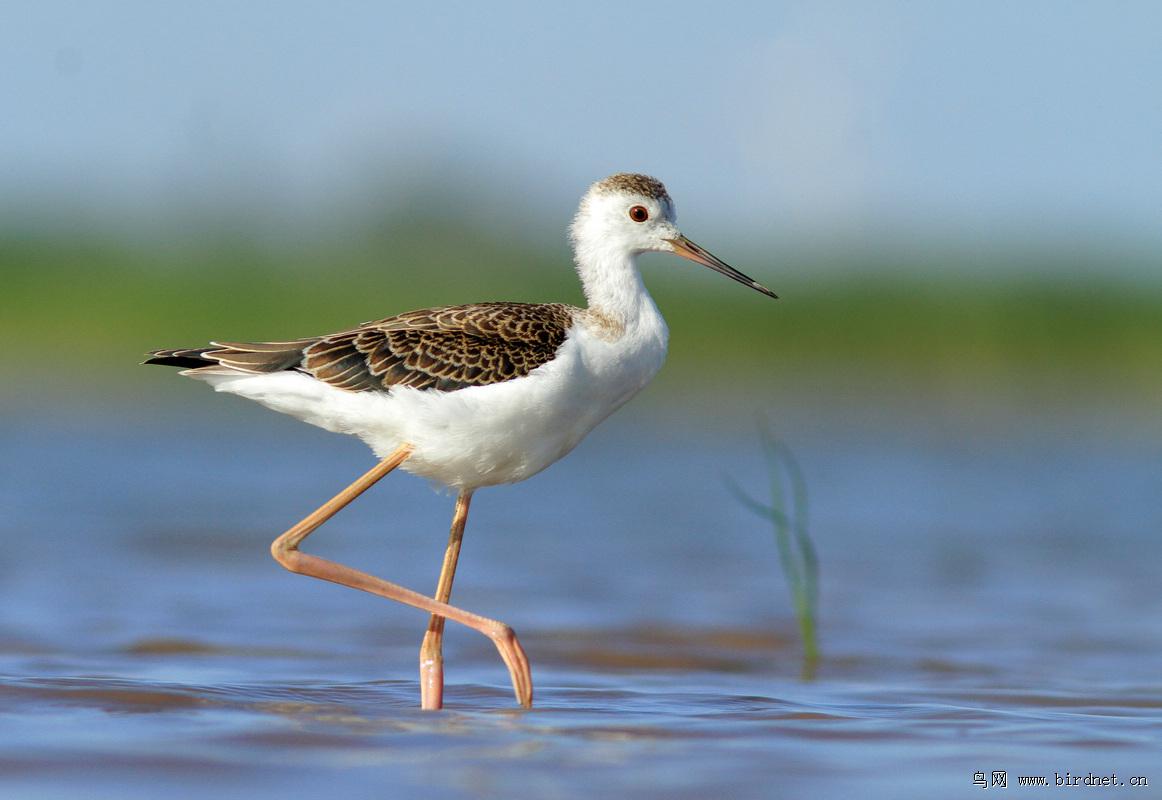 �ڳ᳤���֣�����