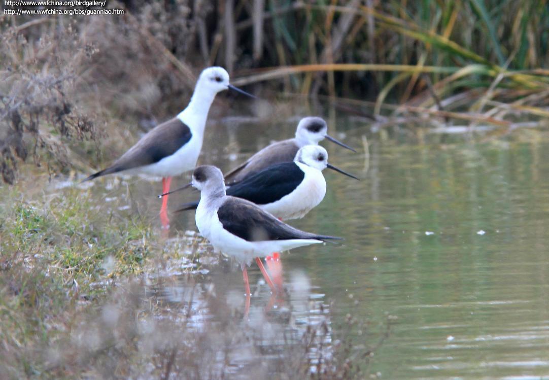 �ڳ᳤���֣��ǳ���