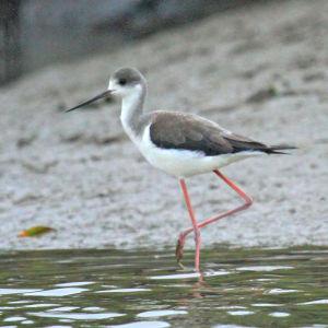 �ڳ᳤���֣��ǳ���