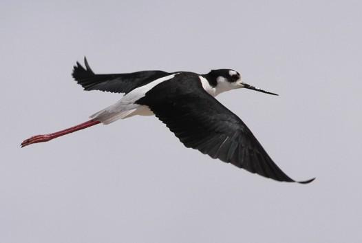 �ڳ᳤����