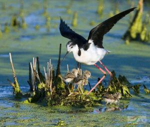 �ڳ᳤����