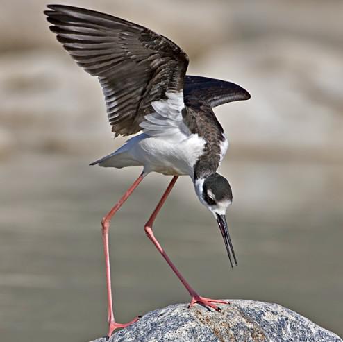 �ڳ᳤����