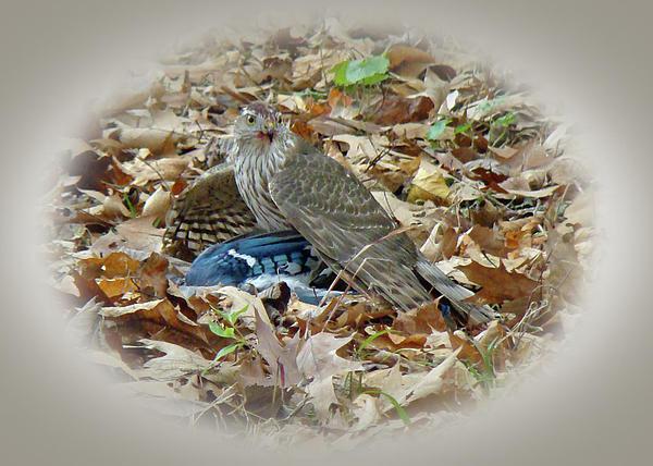 ����ѻ��Ϊһֻ����ӥ������